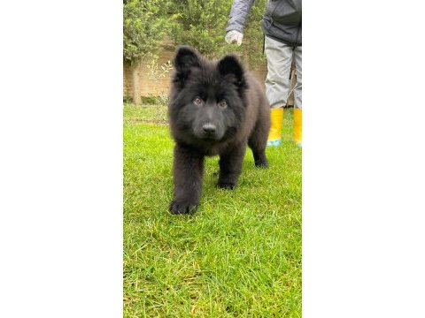 Muhteşem secereli alman çoban köpeği yavruları ıstanbul
