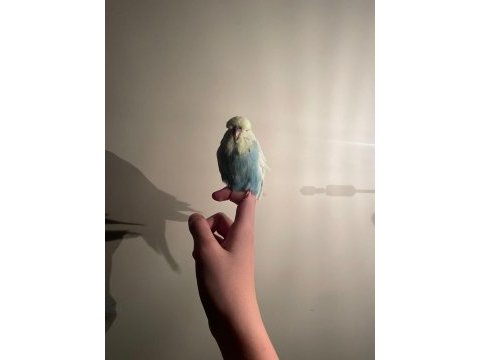 Vasıflı şov jumbo muhabbet kuşu