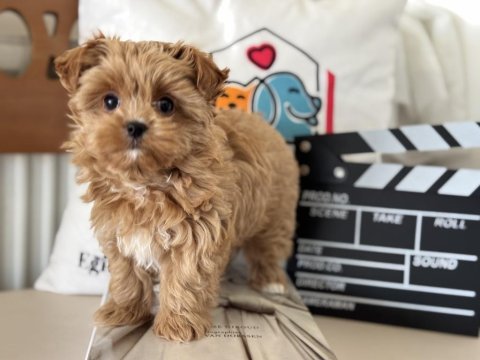 Petmode köğek çiftliğinden tea cup morkie yavrumuz