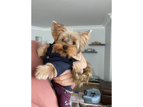 Yorkshire terrier köpeği yavrumuz