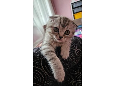 Scottish fold silver tabby