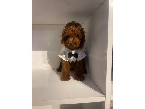 Efsane poodle yavrularımız hazır