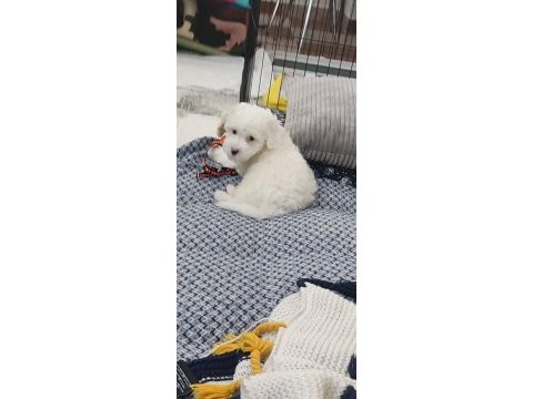 2.5 aylık maltipoo