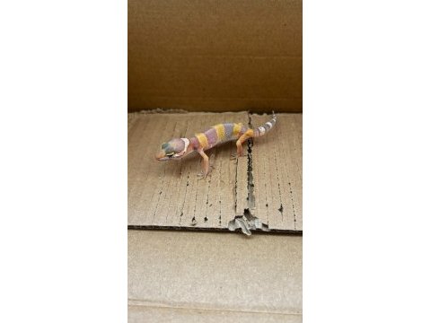 Her morph leopard gecko