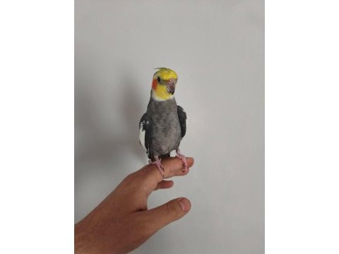 Satılık konuşan takım sultan papağanı