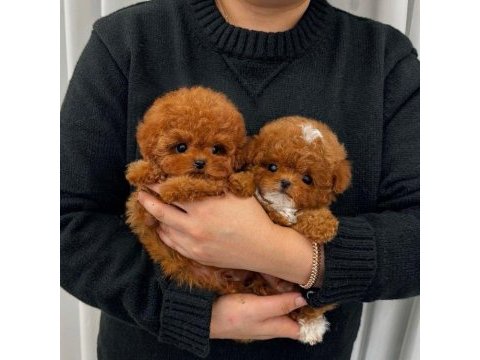Gerçek toy poodle bebeklerim