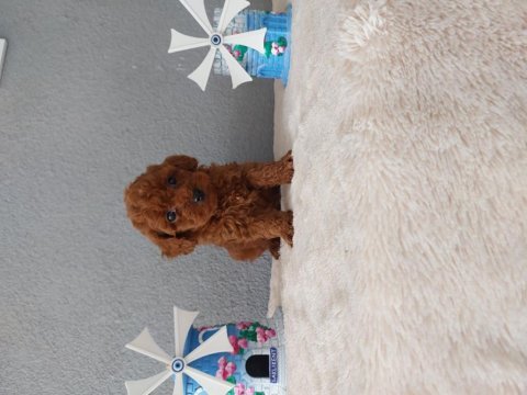 Toy poodle yavrularımız