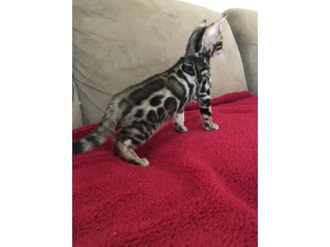 Show class bengal kedisi bebekler