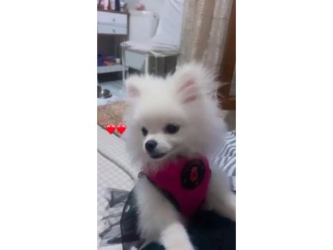 Güzel pomeranian kızımıza yuva