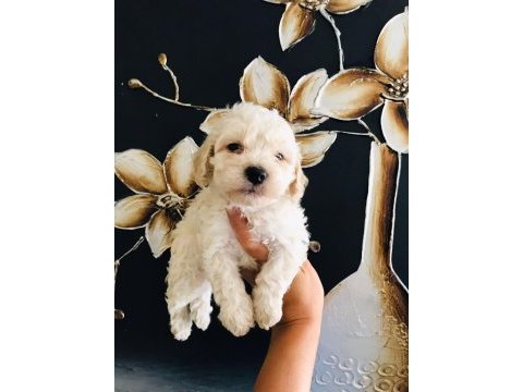 Güzel maltipoo köpekler