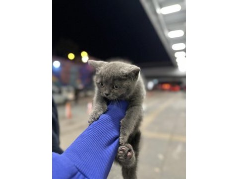 British shorthair kedimiz