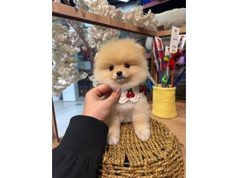3 aylık pomeranian krem - beyaz ırk ve sağlık garanti