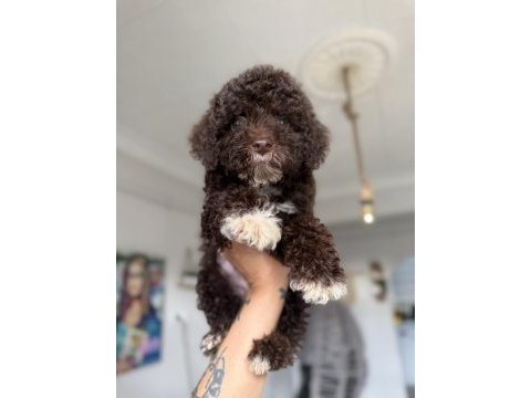 Minyatür poodle uygun