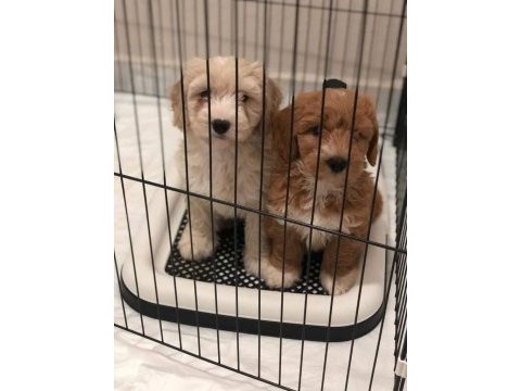 Kıvırcık maltipoo bebekler