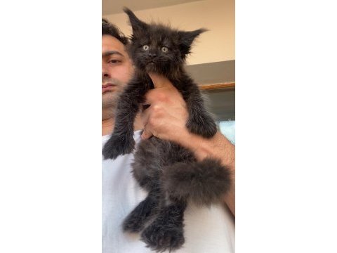 Polydactly 6x6x6x6 erkek maine coon yavru