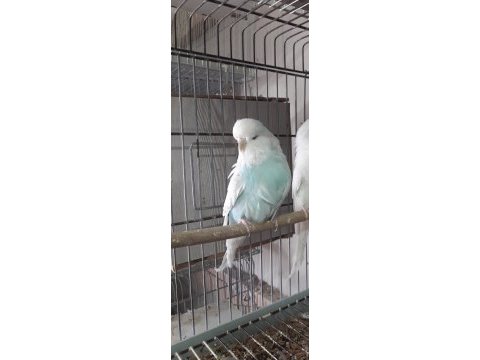 Show jumbo ve jumbo muhabbet kuşu dişiler