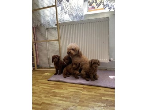 Yılın en kalite toy poodle yavrular ret brown ank