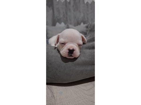 French bulldog 1 aylık