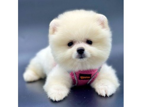 Safkan pomeranian boo yavrularımız