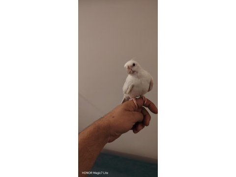 2 yaşında dişi sultan papağanı