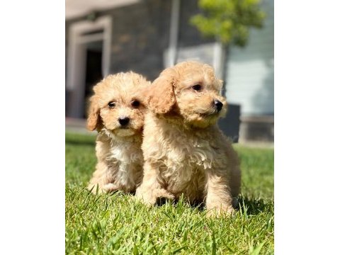 Eşsiz bir maltipoo için bizi aramadan karar vermeyn