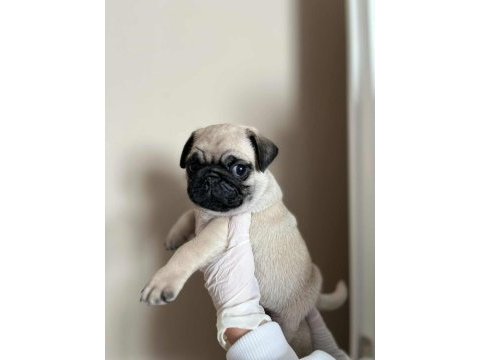 Gül kuyruk hamburger surat pug mops