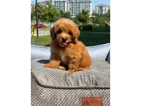 Maltipoo yavru köpeğimiz