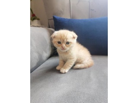 Scottish fold kediler