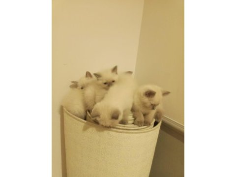 Blue point british shorthair safkan