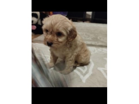 Safkan maltipoo 2,5 aylık dişi maltipoo
