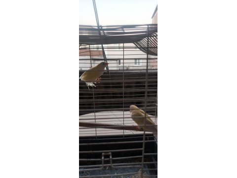 Golden fresh kuşumuz