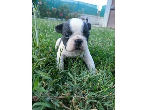 Orijinal erkek french bulldog yavrular