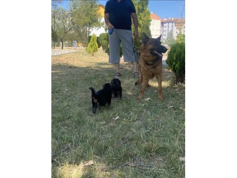 A kalite k9 alman kurdu yavruları