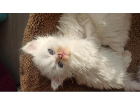 Kırıkkale içi british shorthair
