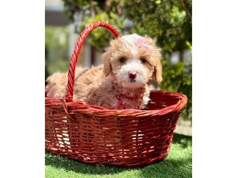 Maltipoo dizayn ırk sevimli yavrular