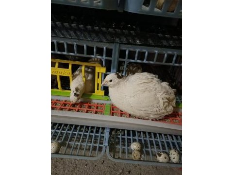 Teksas bıldırcın sahiplendirilir 2+1 şekilde