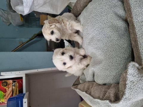 Terrier bebek köpekler
