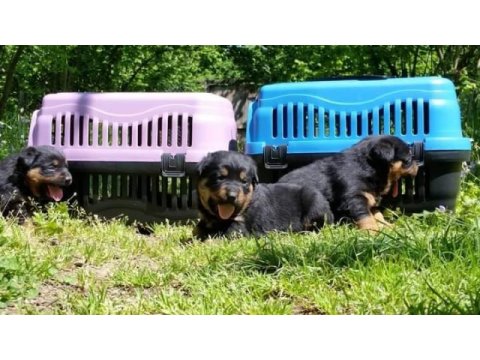 Rottweiler yavruları mükemmmeli arayanlara çiftlikten