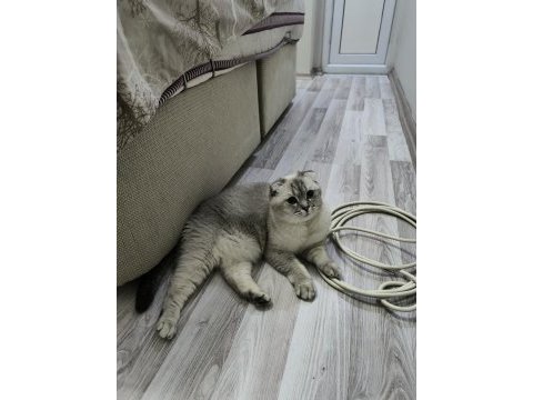 Ücretsiz sahiplendirme scottish fold kedimiz