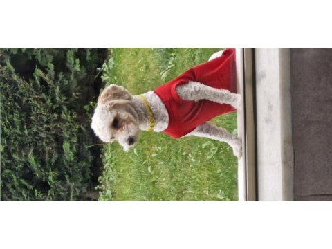 Erkek kısır bütün komutları yerine getirir uysal poodle
