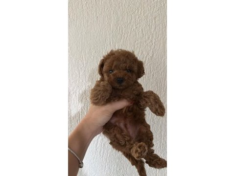 Red brown renk dişi poodle