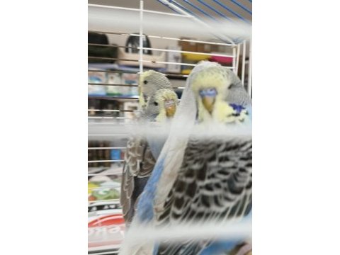 Show jumbo muhabbet kuşları rengarenk erkek dişi