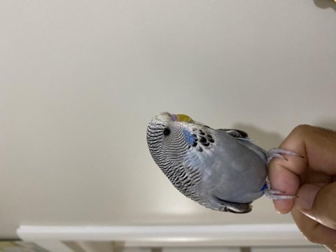 Yavru iri şov jumbo muhabbet kuşu