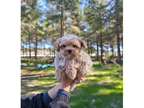 Orjinal maltipoo yavrularımız