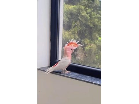 Türkiyede tek özel seri inka kakadu