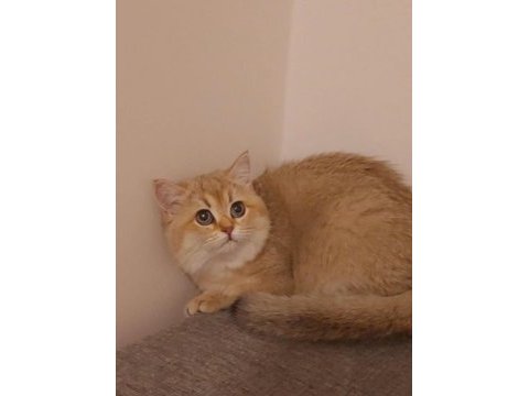 British shorthair kedisi