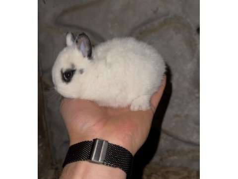 Safkan cüce tavşanlar (netherland dwarf)