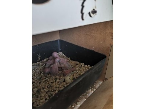 Bir çift muhabbet kuşu ve altı adet yavrusu ile verilecektir