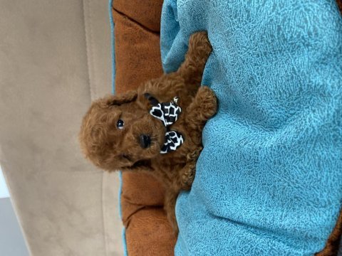 Anne altından tuvalet terbiyeli en mini boy poodle bebekler