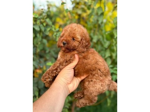 Cep boy toy poodle yavrularım